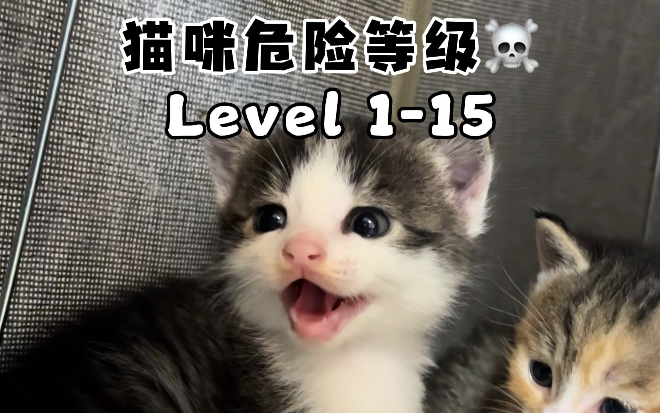 《猫咪危险等级》
