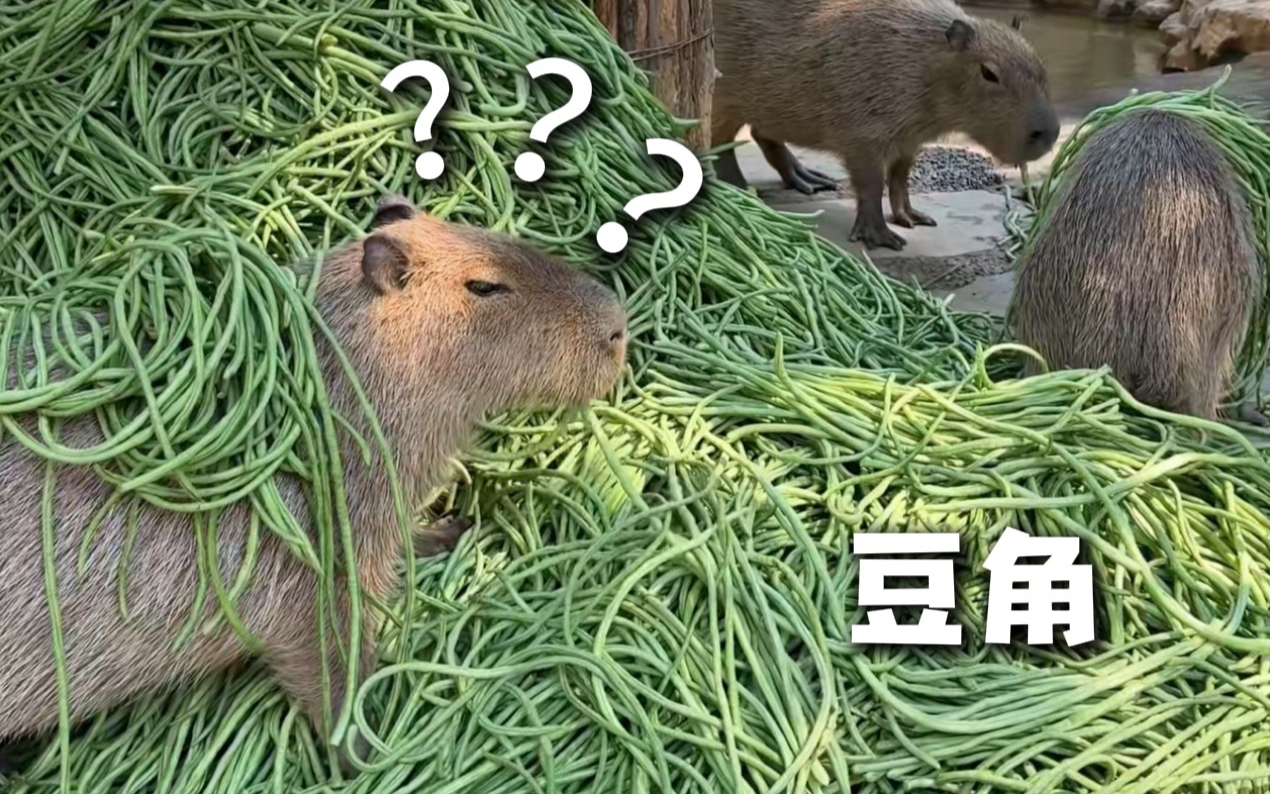 《动物迷惑行为大赏316》